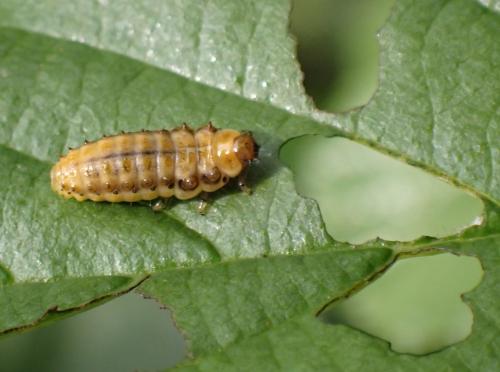 Réf. 286 789 : Plagiosterna aenea